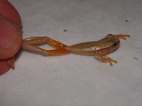 Image of Small-headed Treefrog