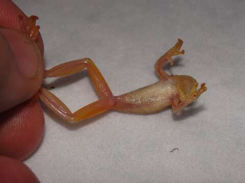 Image of Small-headed Treefrog