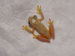 Image of Small-headed Treefrog