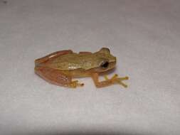 Image of Small-headed Treefrog