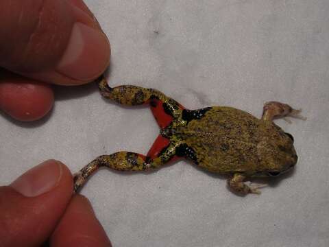 Image of Colombian Four-eyed Frog