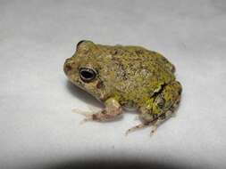 Image of Colombian Four-eyed Frog