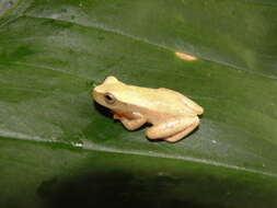 Image of Dendropsophus mathiassoni (Cochran & Goin 1970)