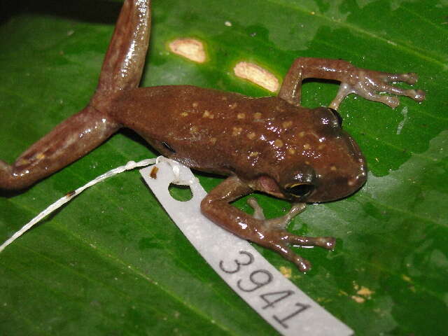 Image of Allen's Snouted Treefrog