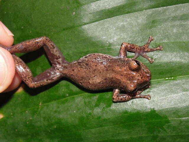 Image of Scinaxinae Duellman, Marion & Hedges 2016