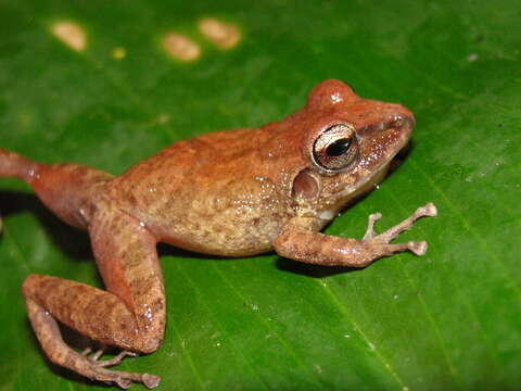 Image of Pristimantis vilarsi (Melin 1941)