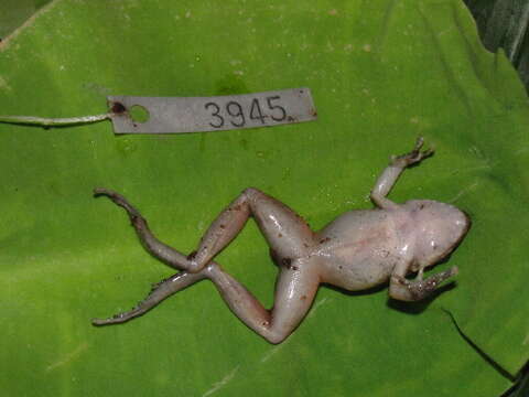 Image of Pristimantis vilarsi (Melin 1941)