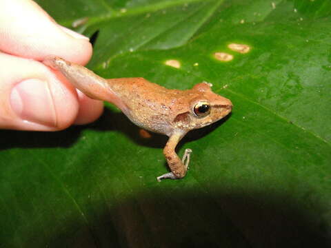 Image of Pristimantis vilarsi (Melin 1941)