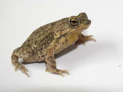 Image of Rhinella humboldti (Gallardo 1965)