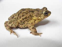 Image of Common Lesser Toad