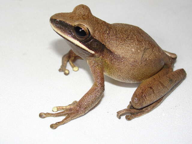 Image of Basin Treefrog