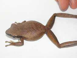 Image of Basin Treefrog