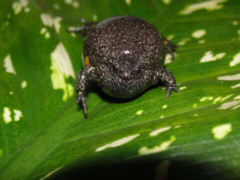 Image of Sapito Apuntado Bicolor