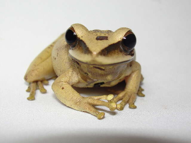 Image of Basin Treefrog