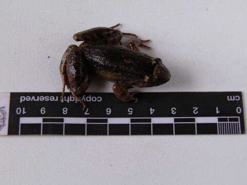 Image of Leptodactylus colombiensis Heyer 1994