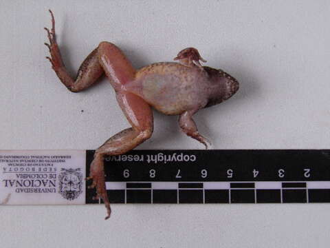 Image of Leptodactylus colombiensis Heyer 1994