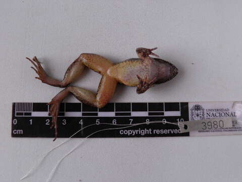 Image of Leptodactylus colombiensis Heyer 1994