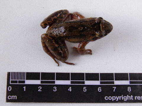 Image of Leptodactylus colombiensis Heyer 1994