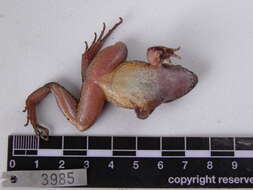 Image of Leptodactylus colombiensis Heyer 1994
