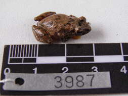 Image of Pristimantis frater (Werner 1899)