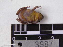 Image of Pristimantis frater (Werner 1899)