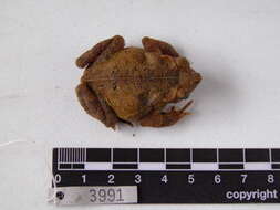 Image of Rhinella margaritifera (Laurenti 1768)