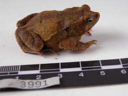 Image of Rhinella margaritifera (Laurenti 1768)