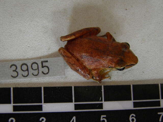 Image of Pristimantis savagei (Pyburn & Lynch 1981)