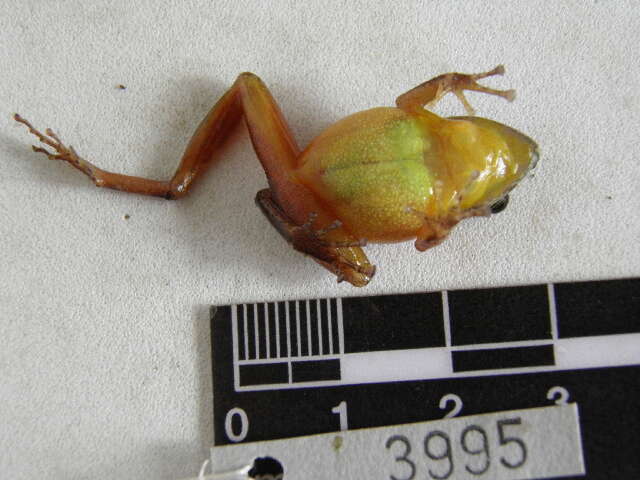 Image of Pristimantis savagei (Pyburn & Lynch 1981)