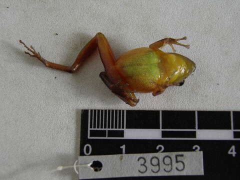 Image of Pristimantis savagei (Pyburn & Lynch 1981)