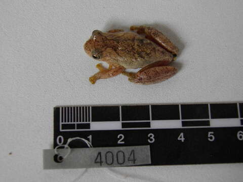 صورة Dendropsophus stingi (Kaplan 1994)