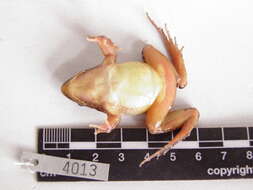Image of Leptodactylus colombiensis Heyer 1994