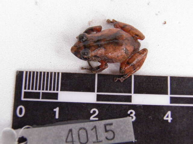 Image of Pristimantis frater (Werner 1899)