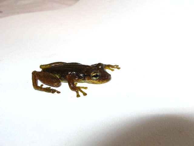 Image of Allen's Snouted Treefrog