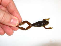 Image of Allen's Snouted Treefrog