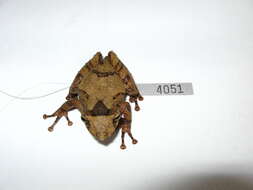 Image of amphibians