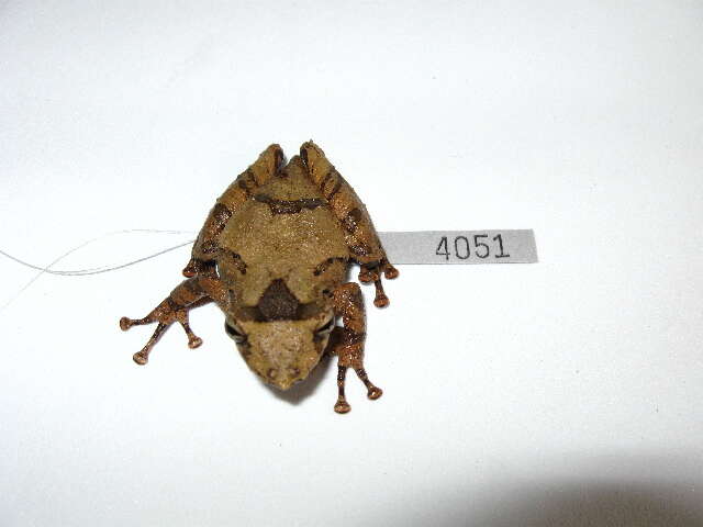 Image of amphibians