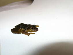 Image of Allen's Snouted Treefrog