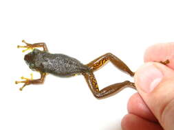 Image of Allen's Snouted Treefrog