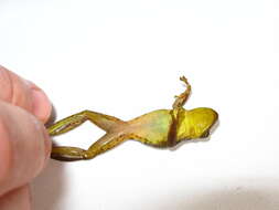 Image of Allen's Snouted Treefrog