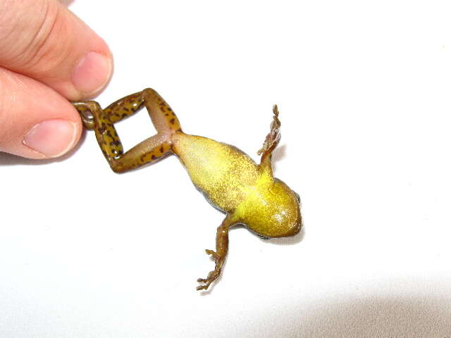 Image of Allen's Snouted Treefrog