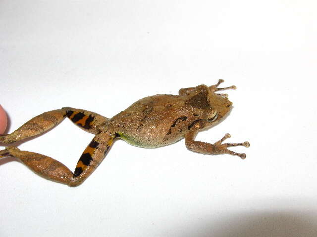 Image of Boulenger's Snouted Treefrog