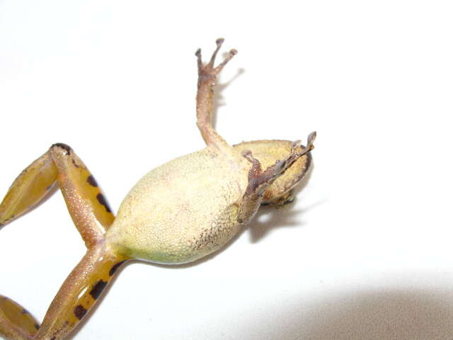 Image of Boulenger's Snouted Treefrog