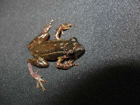 Image of Scinax wandae (Pyburn & Fouquette 1971)