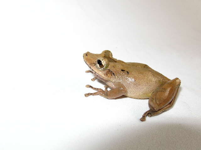 Image of Boulenger's Snouted Treefrog