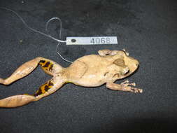 Image of Boulenger's Snouted Treefrog