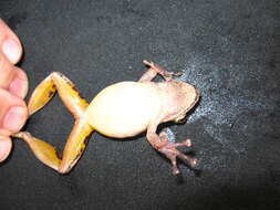 Image of Boulenger's Snouted Treefrog