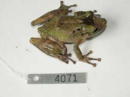 Image of Boulenger's Snouted Treefrog