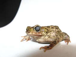 Image of Rhinella humboldti (Gallardo 1965)