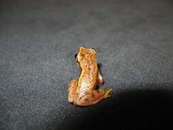 Image of Dendropsophus mathiassoni (Cochran & Goin 1970)